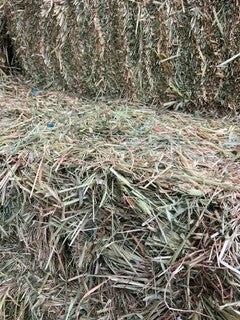 HAY OATEN