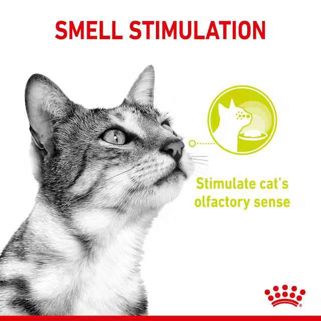 ROYAL CANIN CAT SENSORY SMELL JELLY 85G