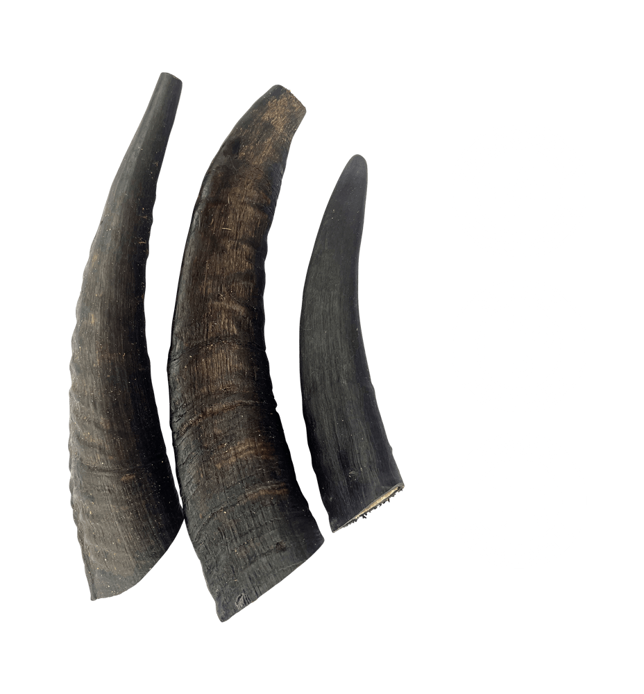 TRUE BLUE AUSSIE GOAT HORNS 3PCS
