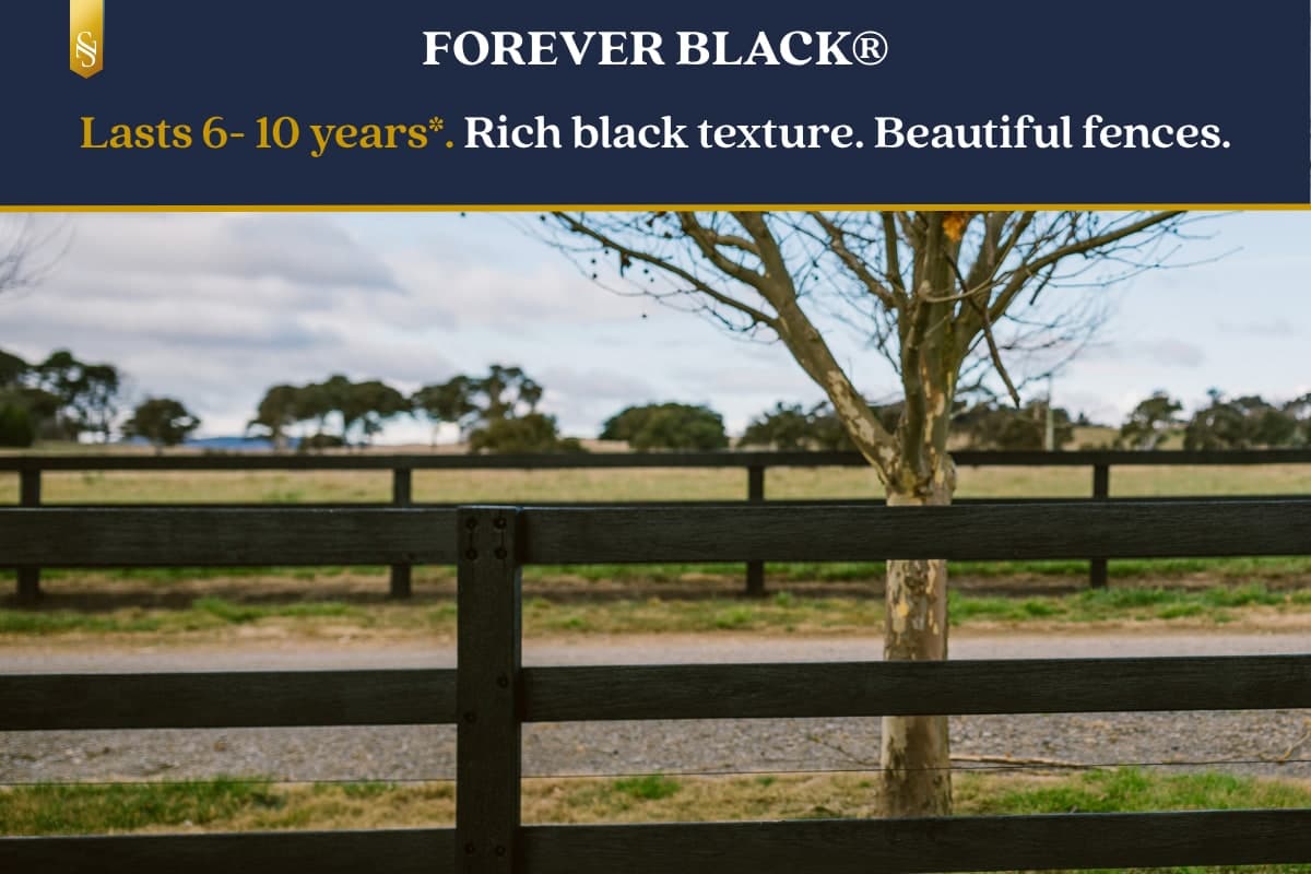 MASTER BLEND PAINT FOREVER BLACK