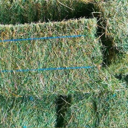 Lucerne Hay
